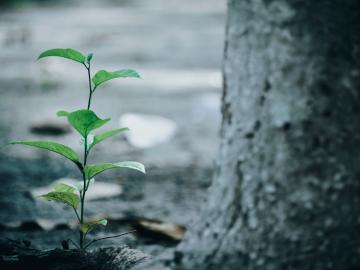 Plant growing next to a tree